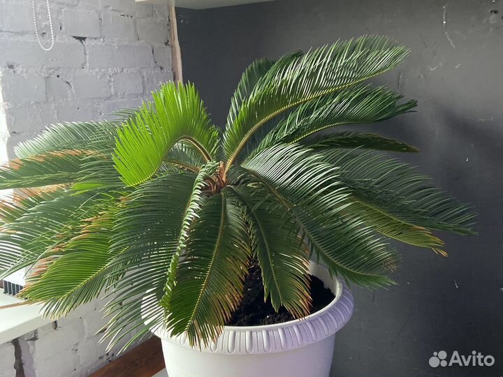 Пальма цикас