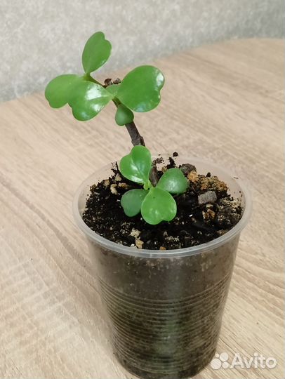 Суккуленты, набор 3