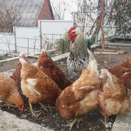 Несушки с доставкой