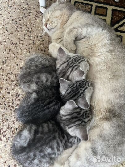 Отдам в добрые руки милых котят
