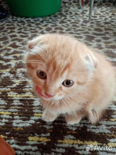 Котёнок
