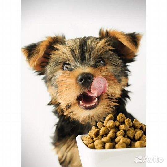 Дмитров Упаковщик корма вахта