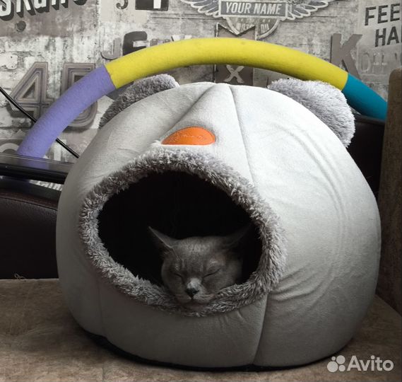 Бурманская кошка