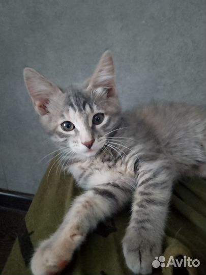 Отдам двух чудесных кошечек