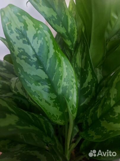 Аглоанема Мария