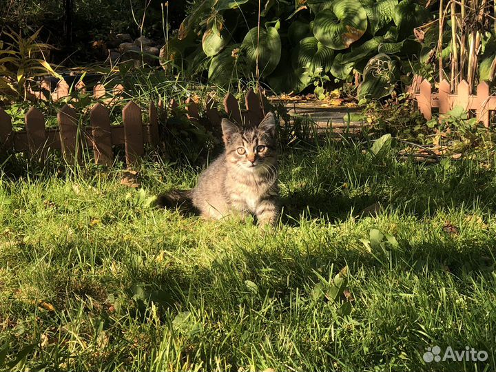 Котёнок от деревенской кошки