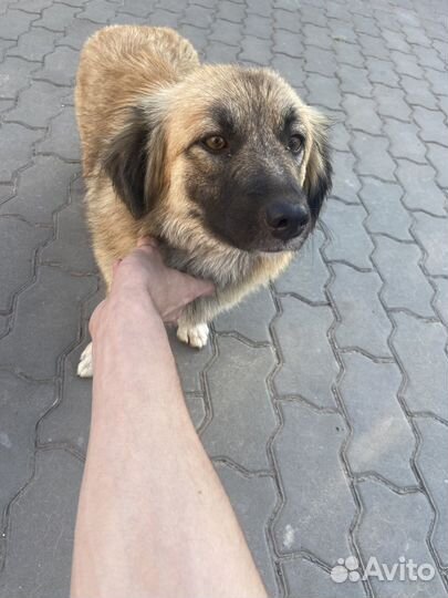 Собаки бесплатно в добрые руки