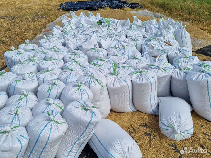 Продам зерно