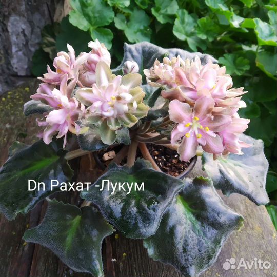 Комнатные фиалки,лист