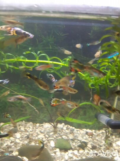 Аквариумные рыбки и растения