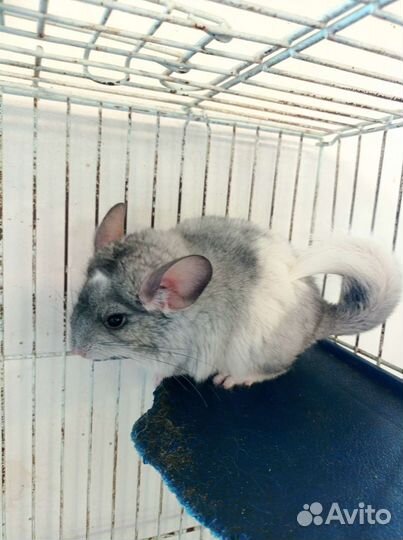 Шиншилла