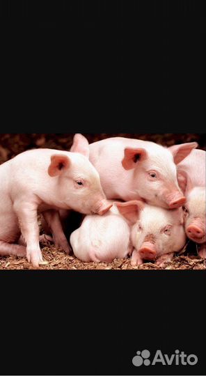 Поросята 1.5 мес Ландрас Дюрок