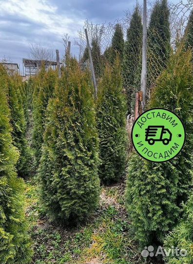 Туя Смарагд