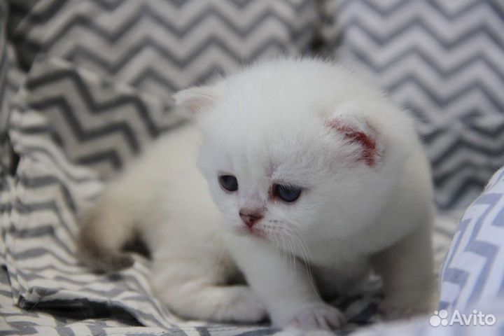 Котята шиншиллы голубоглазые