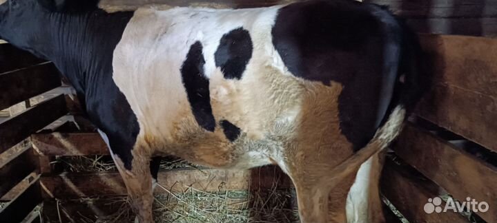 Стельная телка