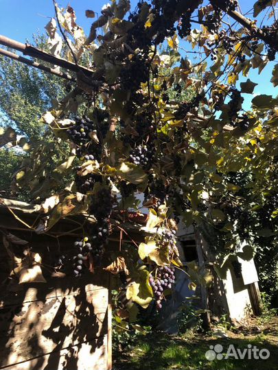 Виноград Изабелла