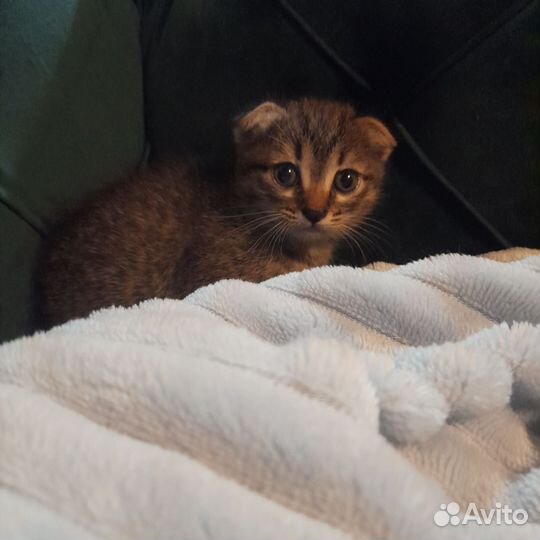 Вислоухие котята