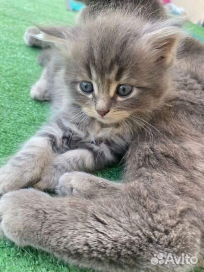 Котенок британской кошки