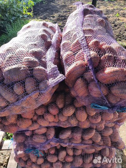 Продам домашний картофель