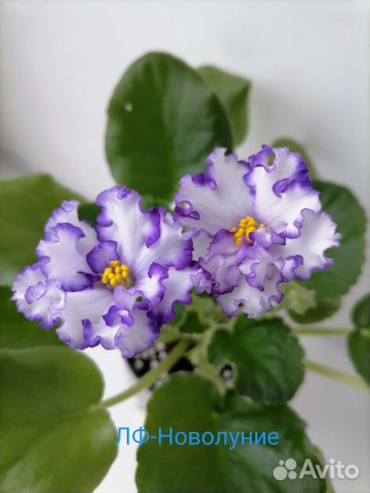 Фиалки сортовые