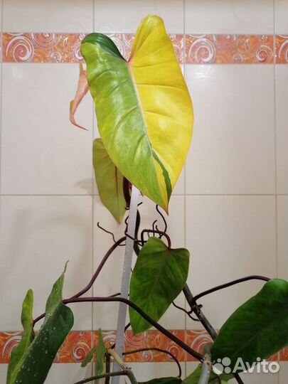 Большие неприхотливые цветы для дома, офиса, школы