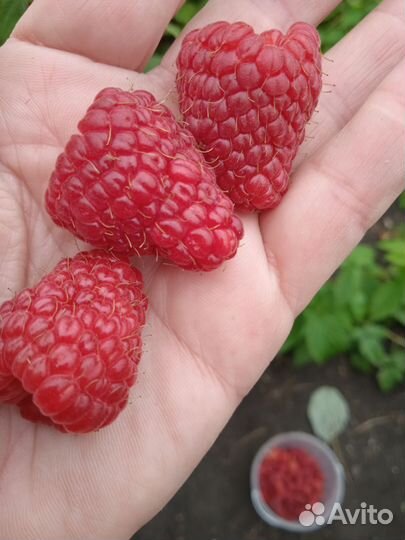 Саженцы малины