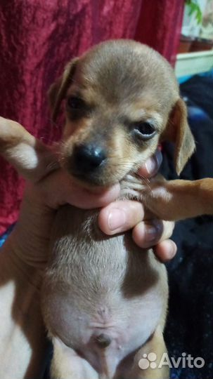 Щенки таксы