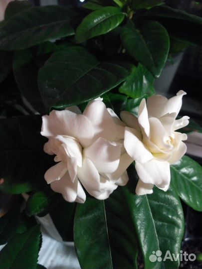 Гардения Жасминовидная