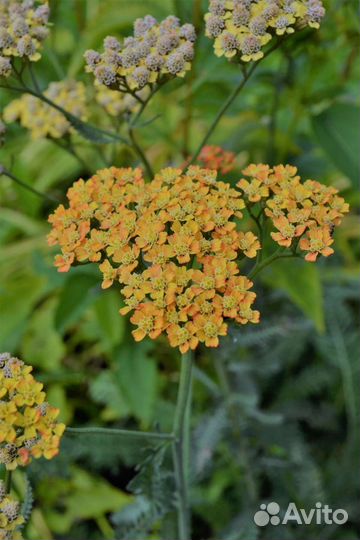 Многолетники, эхиноцея розовая, тысячилистник