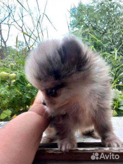 Померанский шпиц