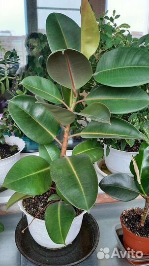 Фикус каучуконосный большой