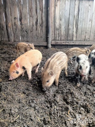 Кабаны домашние