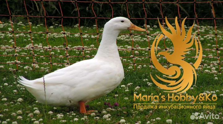 Инк. яйцо утиное, куриное, индюшиное