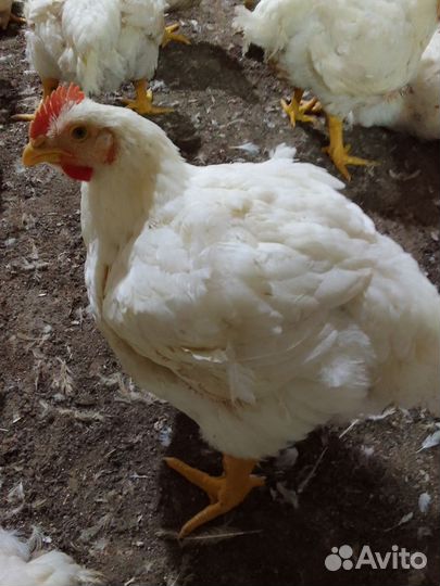 Куры бройлеры