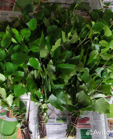 Веники берёзовые свежие июль 2023