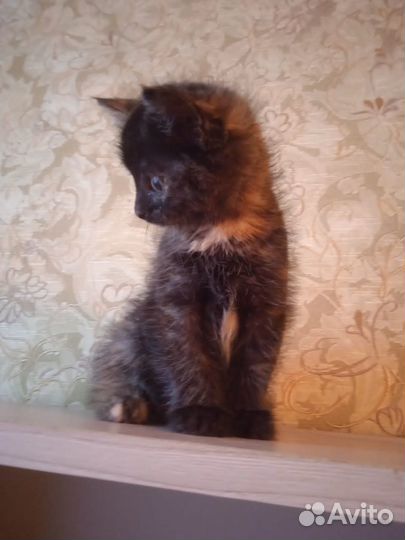 Сибирская черепаховая кошка