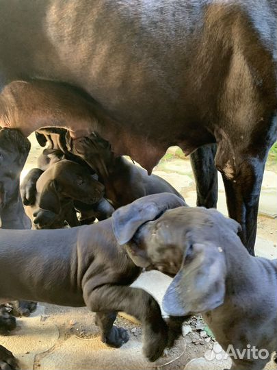 Немецкий дог