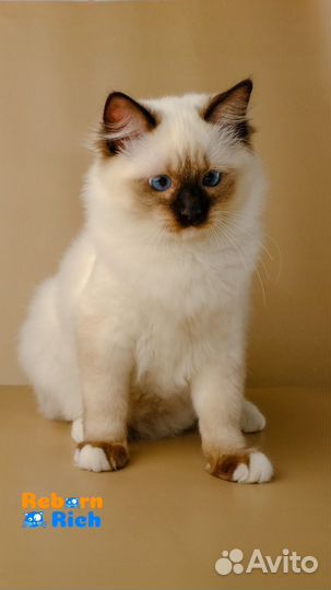 Ragdoll кошки