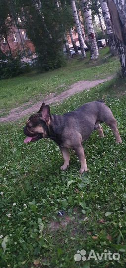 Французский бульдог вязка