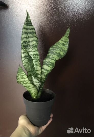 Комнатные цветы