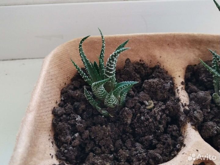 Хавортия полосатая