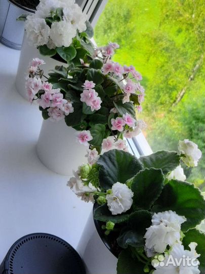 Фиалка robs vanilla trail, букет невесты