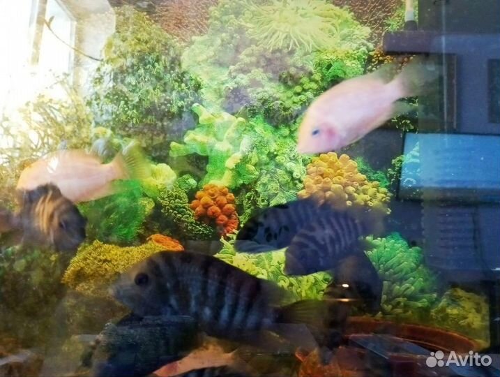 Рыбки для аквариума