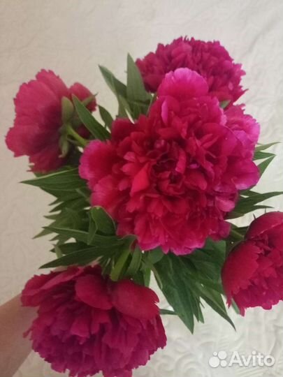 Пион Рубра Плена, пион лекарственный