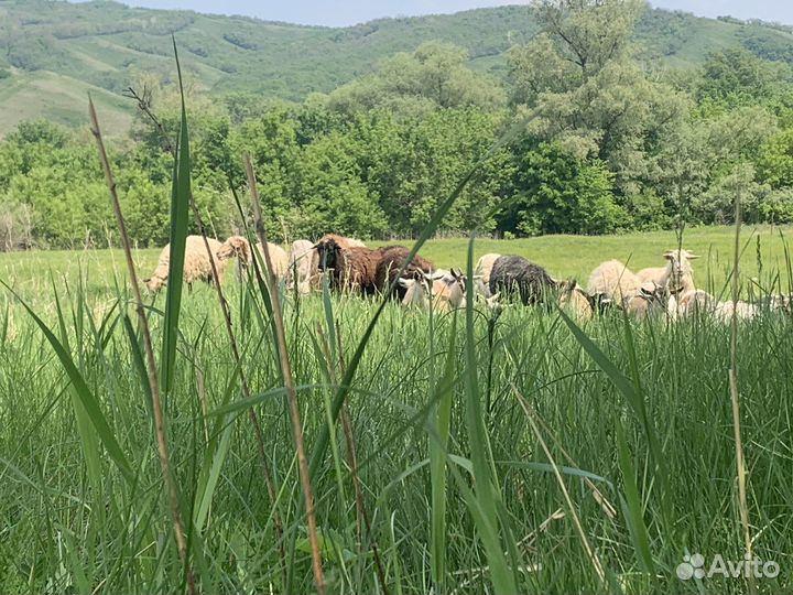 Курдючные бараны овцы