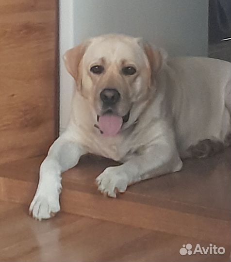 Вязка лабрадор