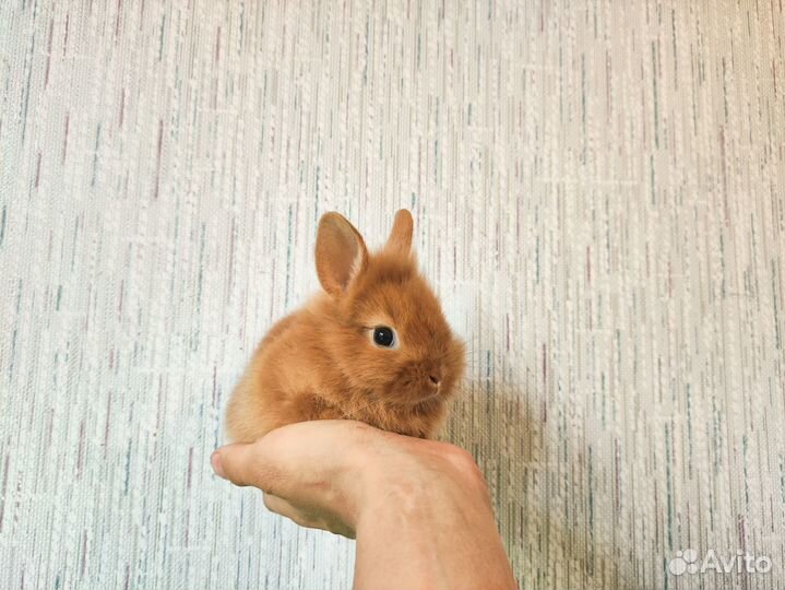 Мини карликовый кролик - очень редкий