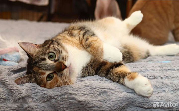 Котодевочка по имени Обнимашка ищет семью