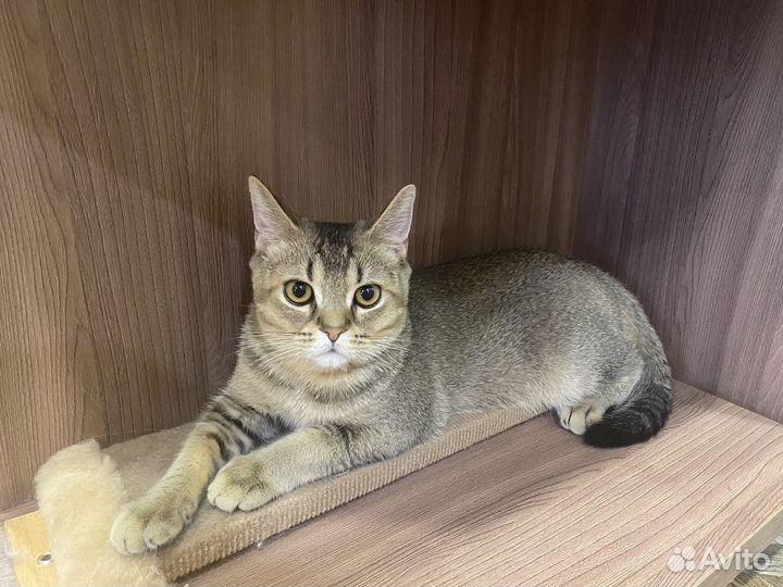 Вязка с шотландским котом