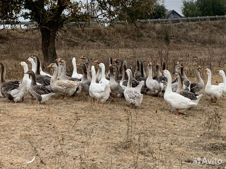 Гуси холмогоры